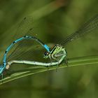 Ein Pärchen der Hufeisen-Azurjungfer (Coenagrion puella) 