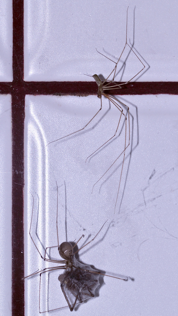 Ein Pärchen der Zitterspinne (Pholcus phalangioides)