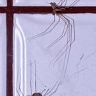 Ein Pärchen der Zitterspinne (Pholcus phalangioides)