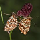 Ein Pärchen des Baldrian-Scheckenfalters (Melitaea diamina) ...