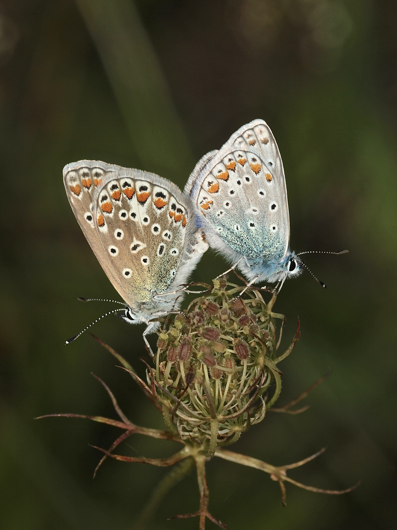 Ein Pärchen des Hauhechel-Bläulings (Polyommatus icarus)