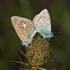 Ein Pärchen des Hauhechel-Bläulings (Polyommatus icarus)