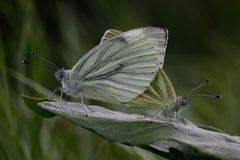 Ein Pärchen des Rapsweißlings (Pieris napi) der zweiten Generation