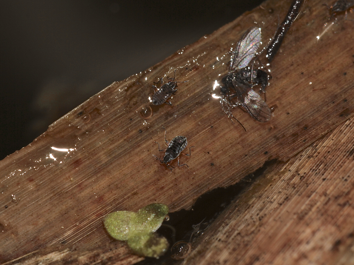 Ein Pärchen des Zwerg-Bachläufers (Microvelia reticulata) ...