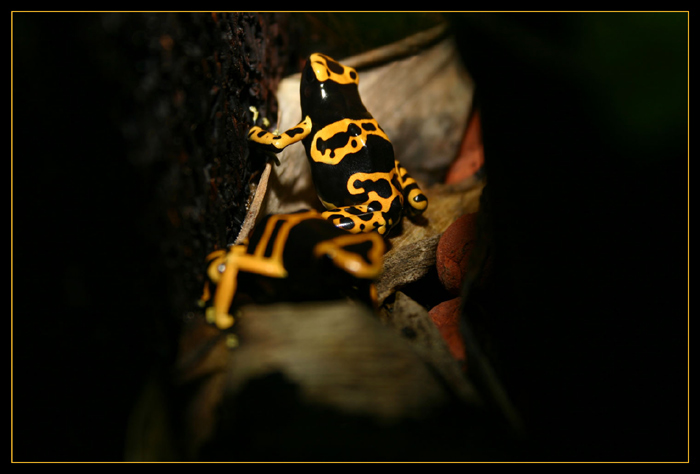 Ein Pärchen Gelbgebänderter Pfeilgiftfrösche (Dendrobates leucomelas) beim Flirt