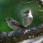 ein Pärchen Grauschnäpper 