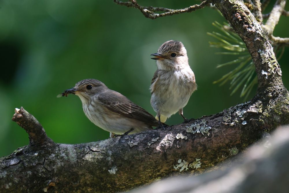 ein Pärchen Grauschnäpper 