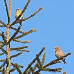 Ein Pärchen - Kiefern- oder Fichtenkreuzschnäbel?