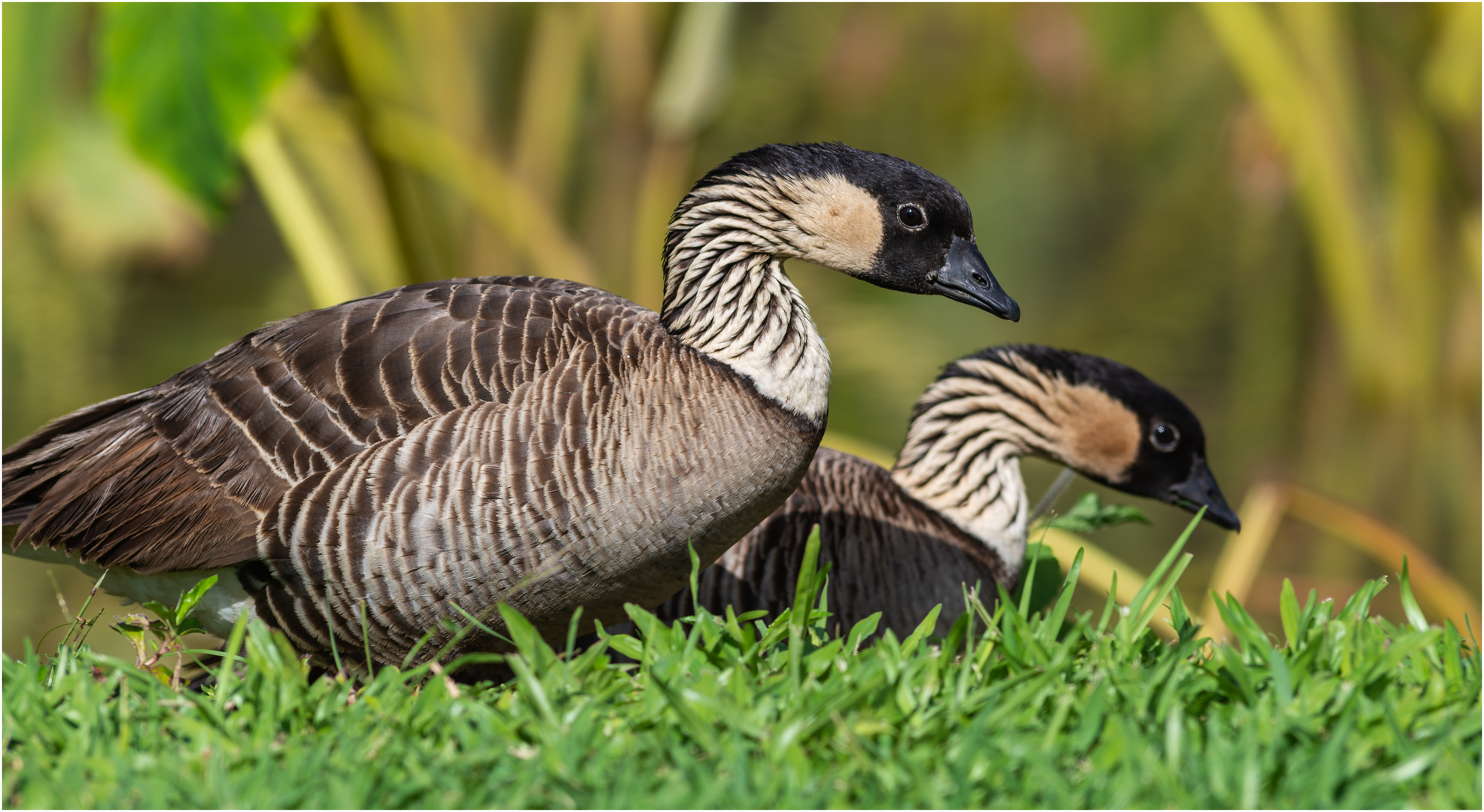 Ein Pärchen Nene Gänse - Hanalei Valley, Kauai, Hawaii