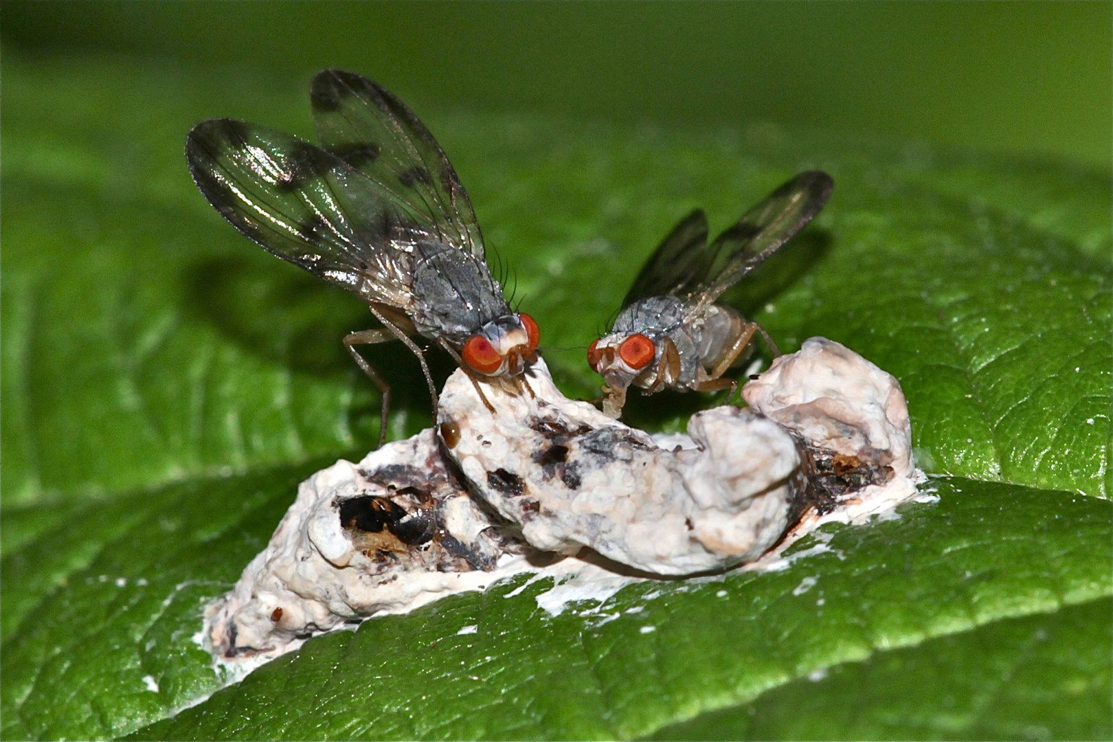 Ein Pärchen Schmuckfliegen (Fam. Otitidae): Otites cf. centralis  an Vogelkot: das Weibchen links.