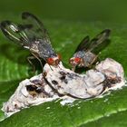 Ein Pärchen Schmuckfliegen (Fam. Otitidae): Otites cf. centralis  an Vogelkot: das Weibchen links.