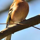 Ein Päuschen in der Sonne.