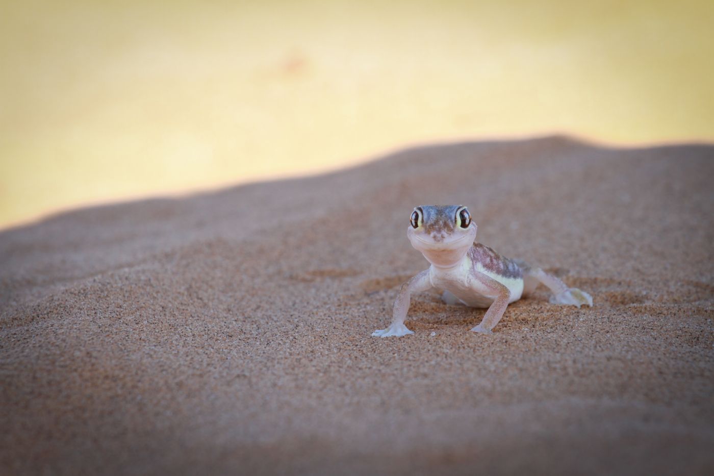 Ein Palmatogeckoweibchen