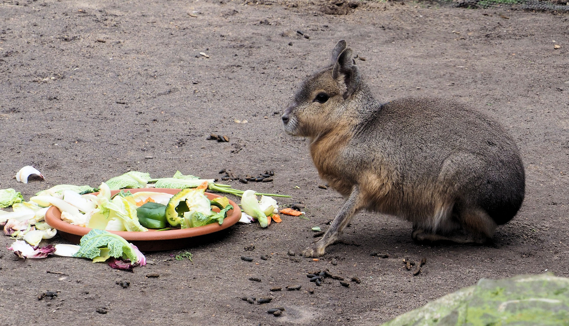 Ein Pampahase vor seinem Buffet....