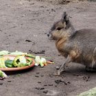 Ein Pampahase vor seinem Buffet....