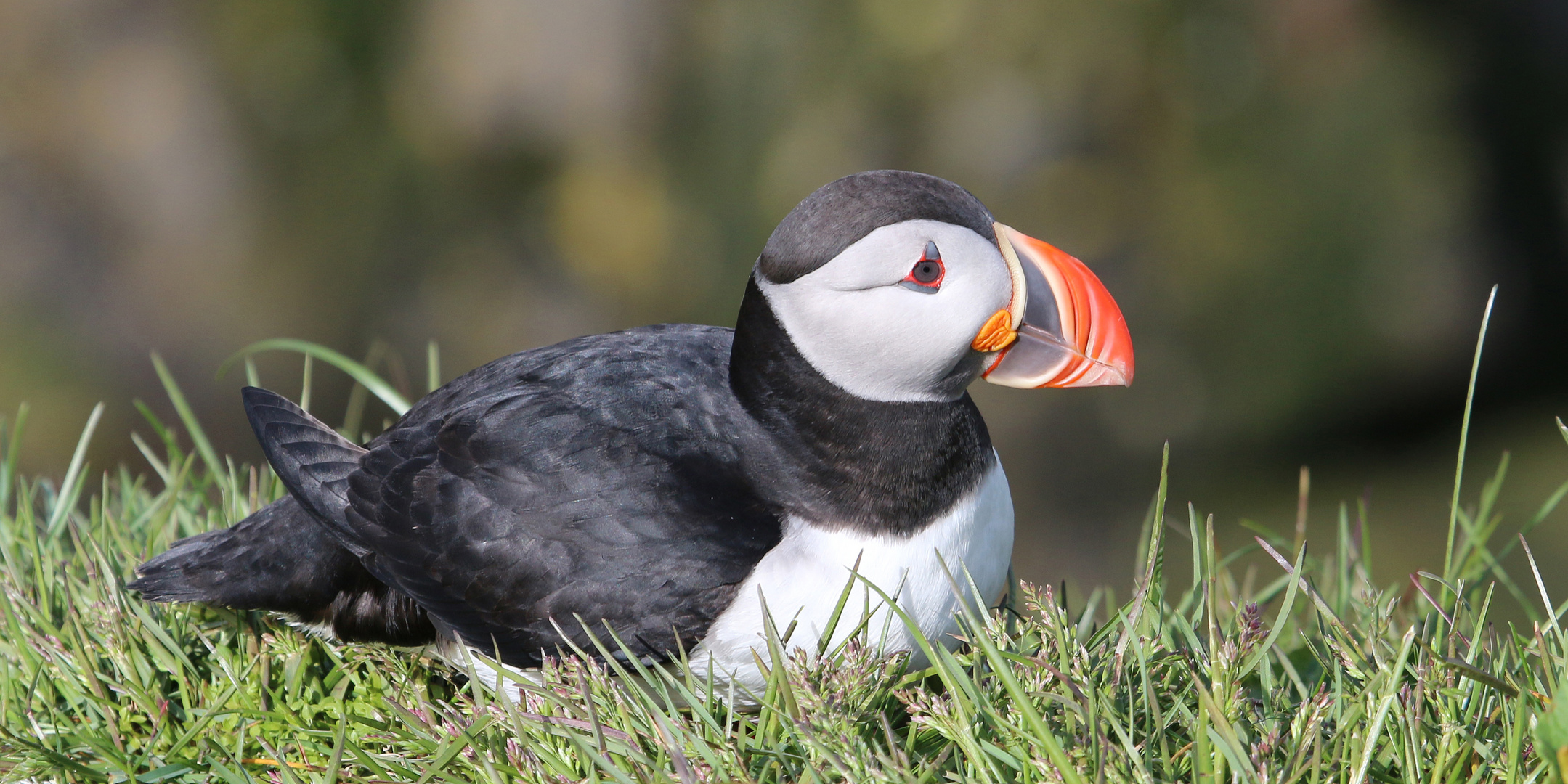 Ein Papageitaucher (Puffin) bei Bakkagerði