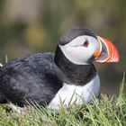 Ein Papageitaucher (Puffin) bei Bakkagerði