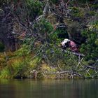 Ein Paparazzi an der Wilden Pfütz