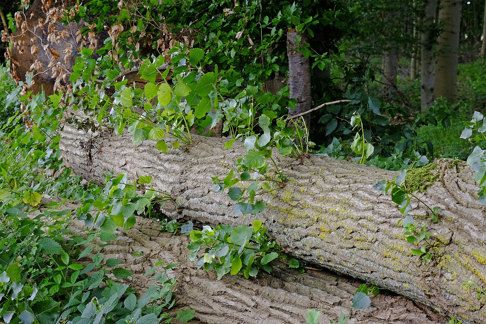 Ein Pappelholzstapel schlägt wieder aus!