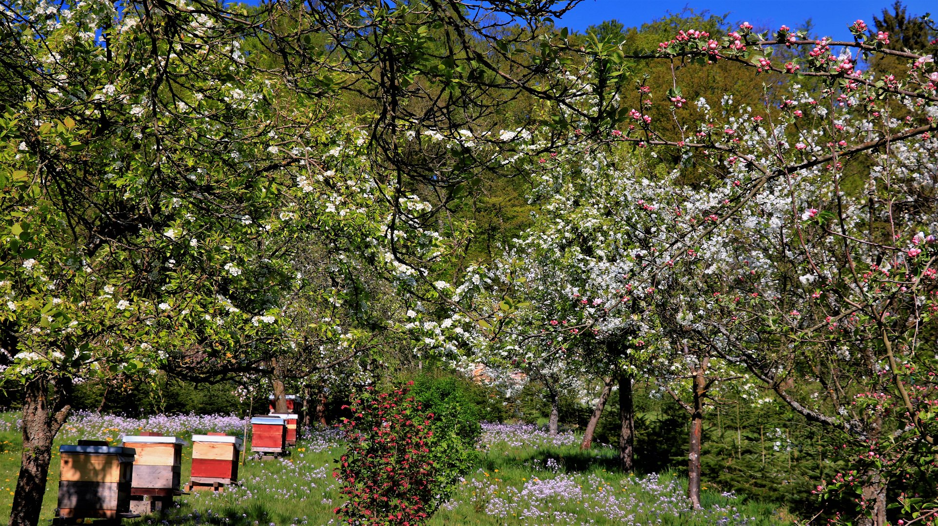 Ein Paradies für Bienen