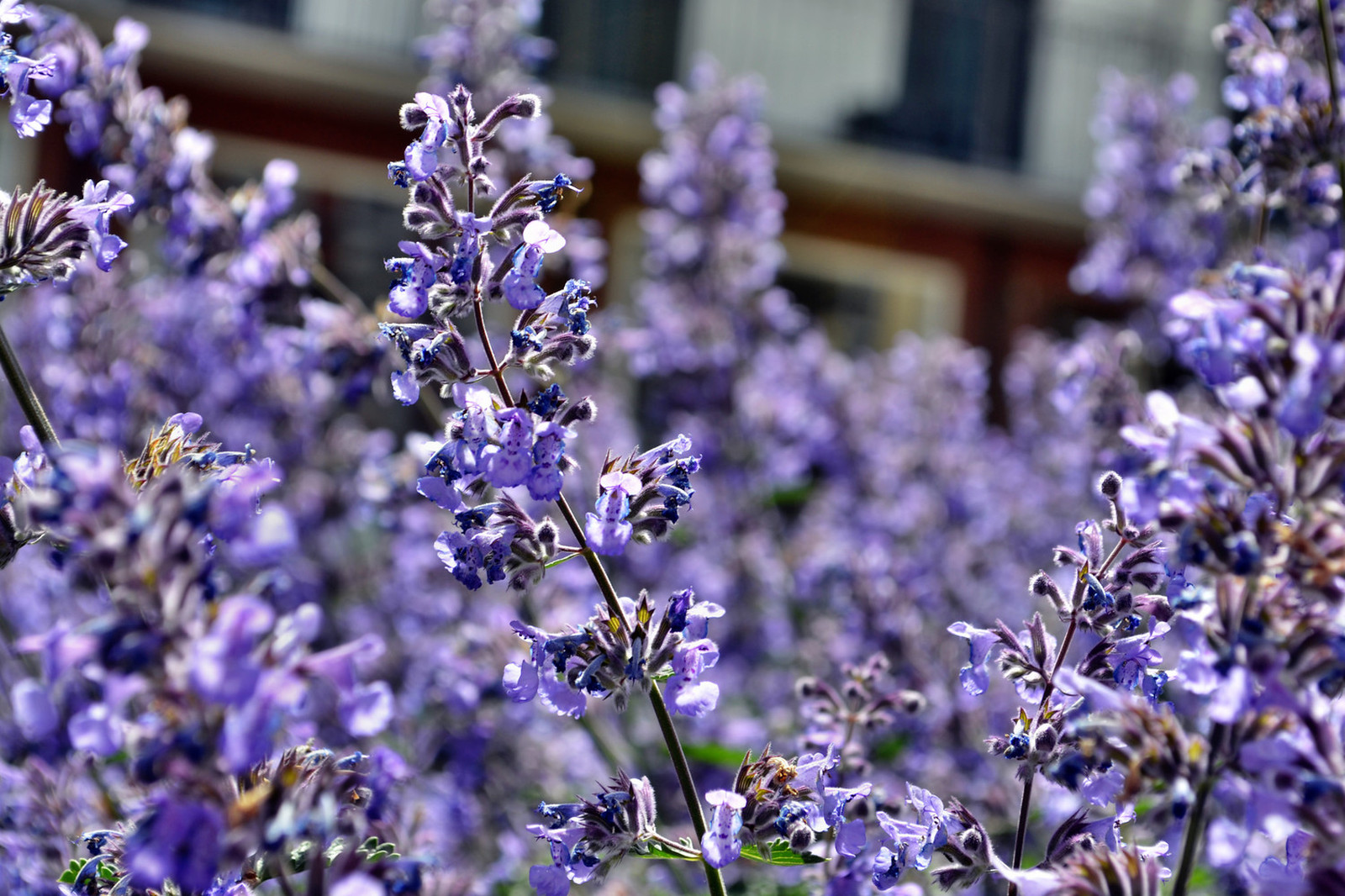 Ein Paradies für Bienen und Hummeln