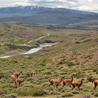 EIN PARADIES FÜR GUANACOS