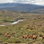 EIN PARADIES FÜR GUANACOS