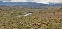 EIN PARADIES FÜR GUANACOS