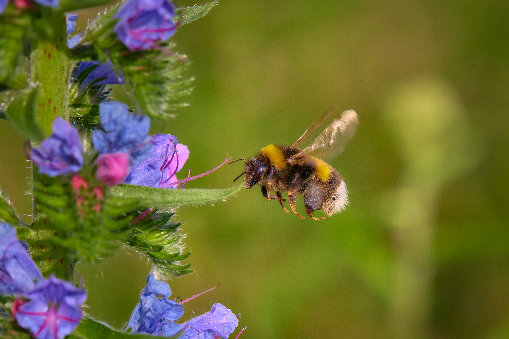 ein Paradies für Hummel, Biene Schmetterlinge ist der ...