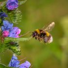 ein Paradies für Hummel, Biene Schmetterlinge ist der ...