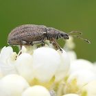 Ein Paradies für Insekten?