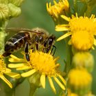 Ein Paradies für Insekten