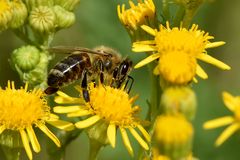 Ein Paradies für Insekten