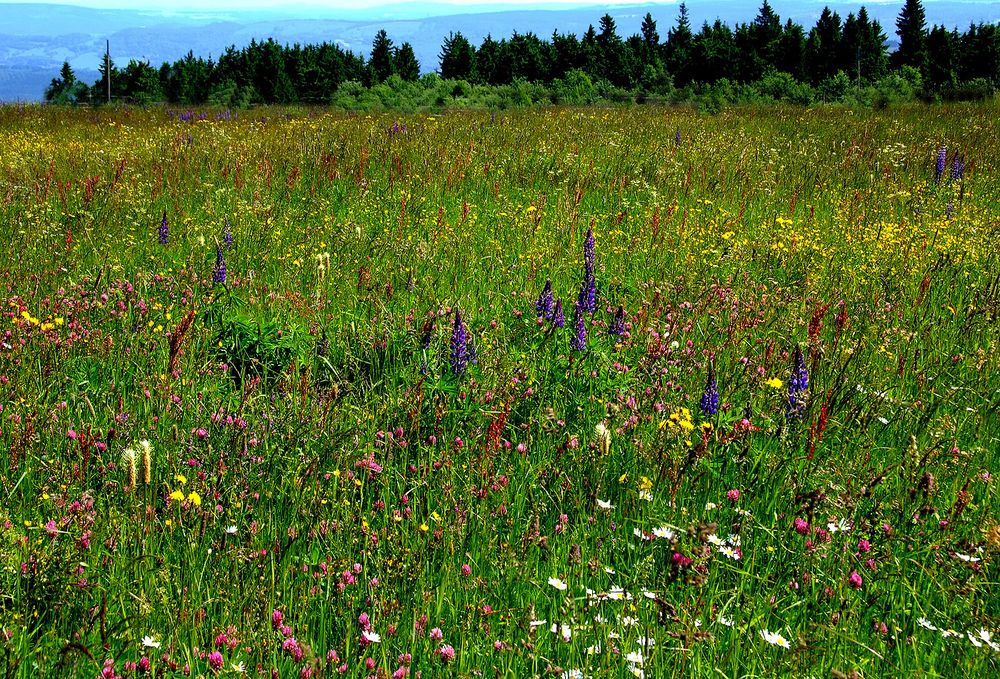 Ein Paradies für Insekten, ...