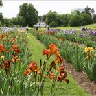 ein Paradies für Iris-Liebhaber