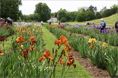 ein Paradies für Iris-Liebhaber