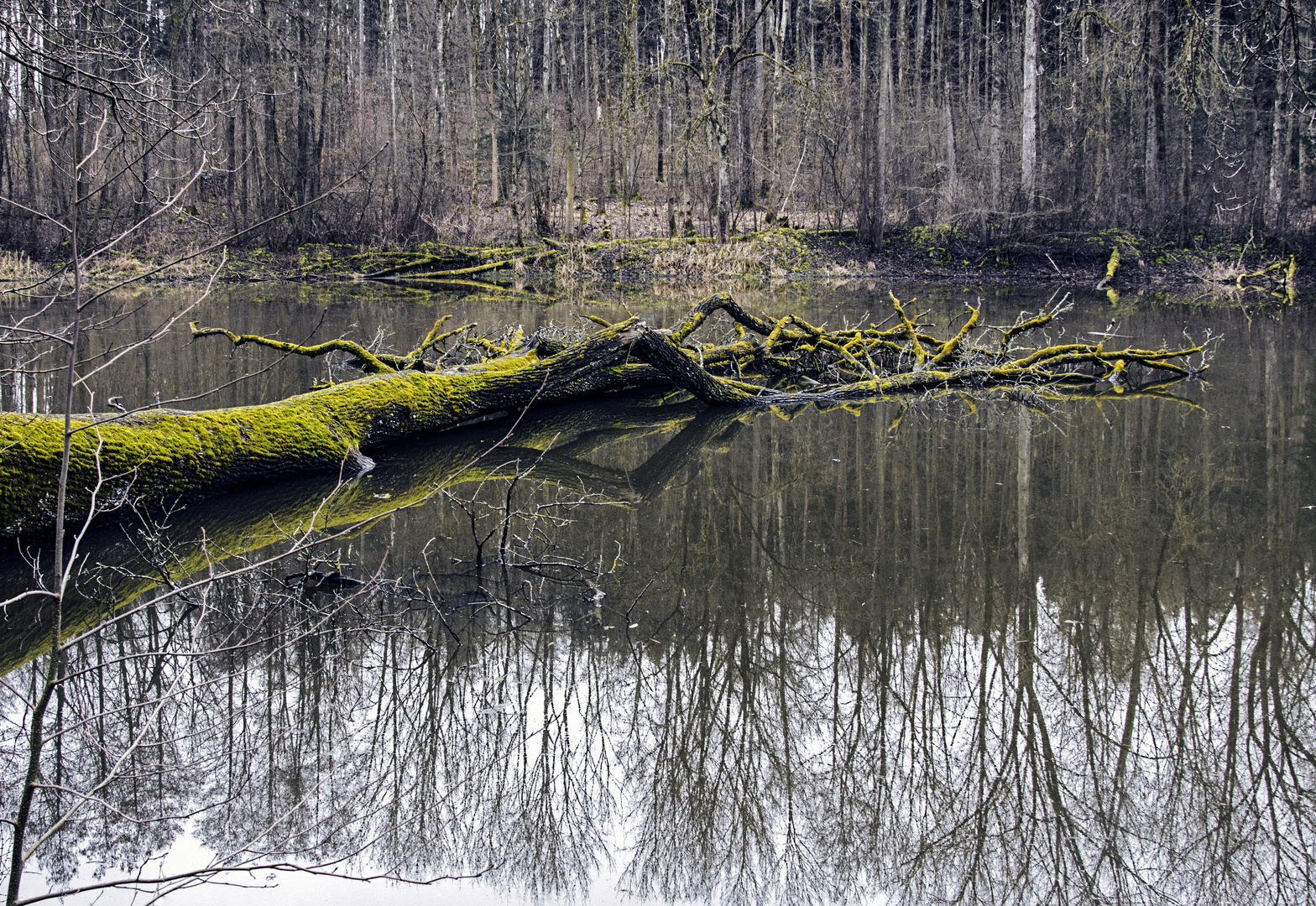 Ein Paradies für Molche, Frösche und Fische