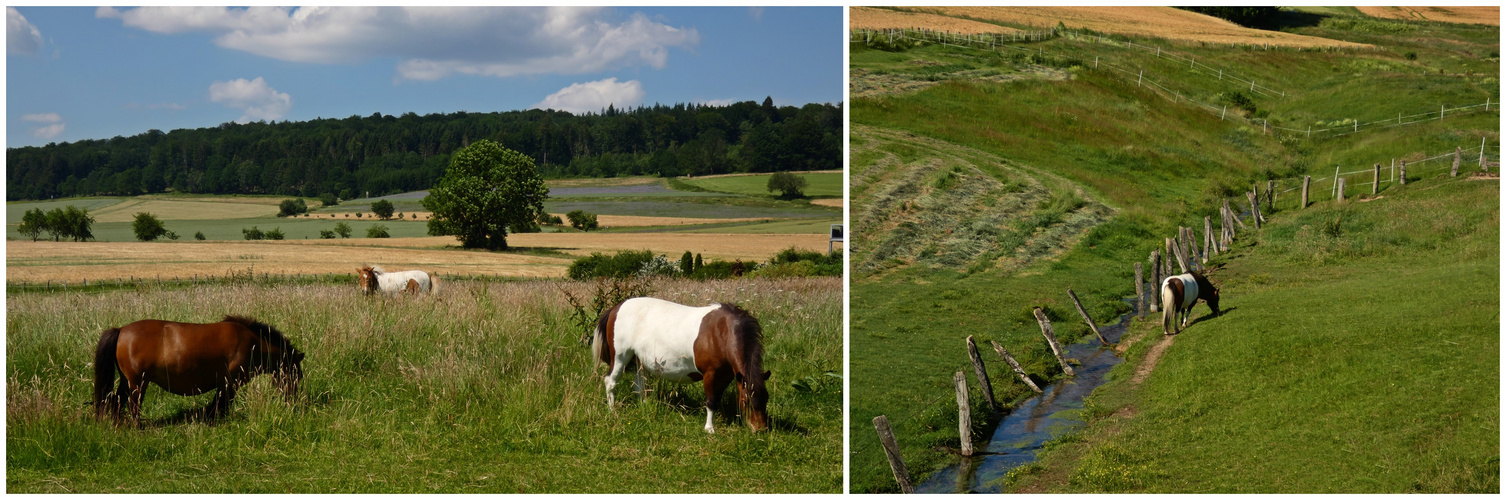 Ein Paradies für Pferde