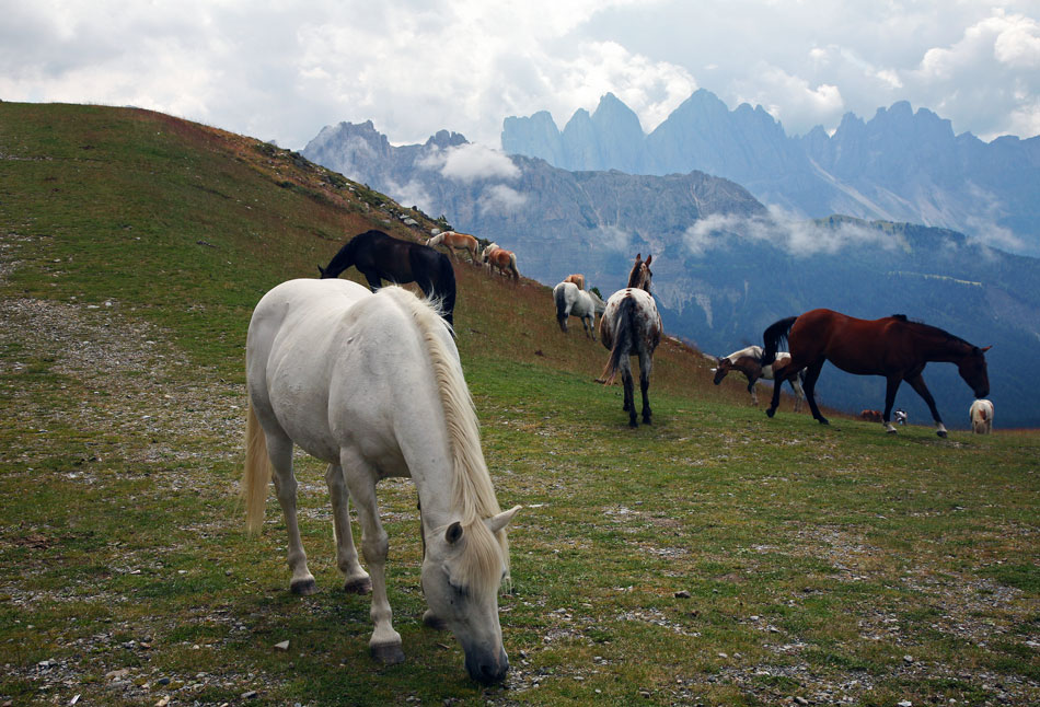 Ein Paradies für Pferde