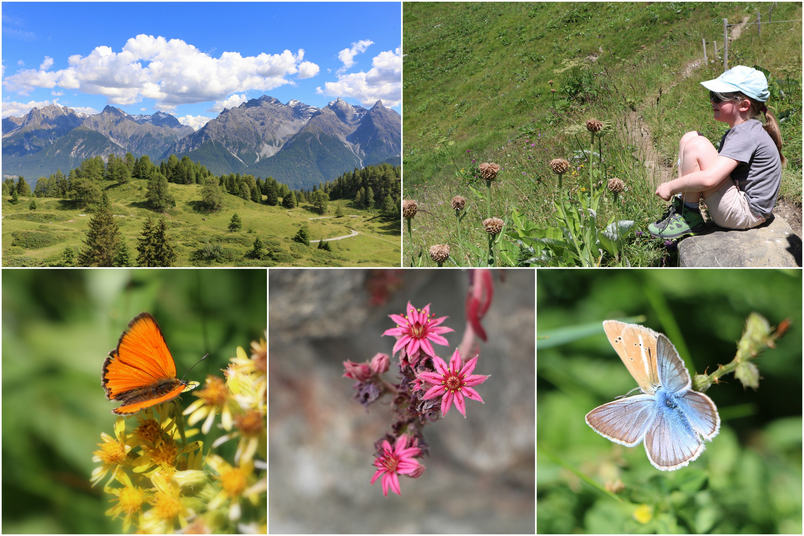 Ein Paradies für Sommervögel ...