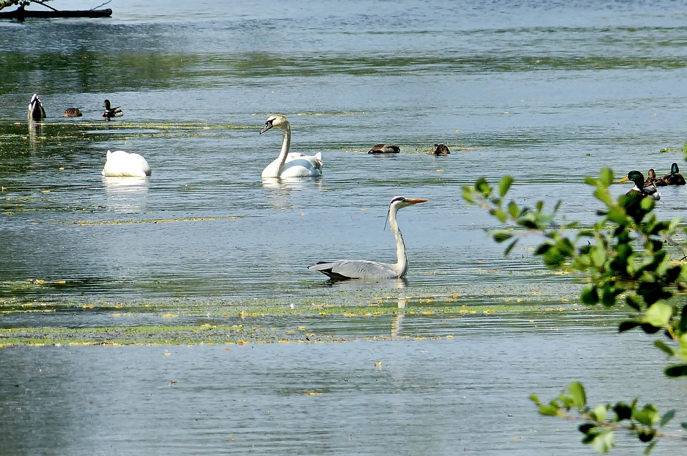 Ein Paradies für Tiere