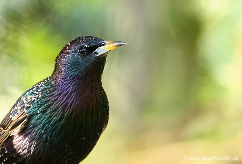 Ein Paradiesvogel……