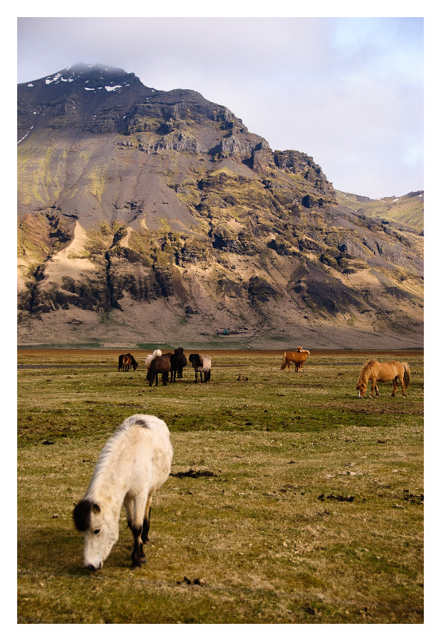 Ein Paradis für Pferde? Island!