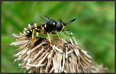 Ein Parasiten- Zweiflügler