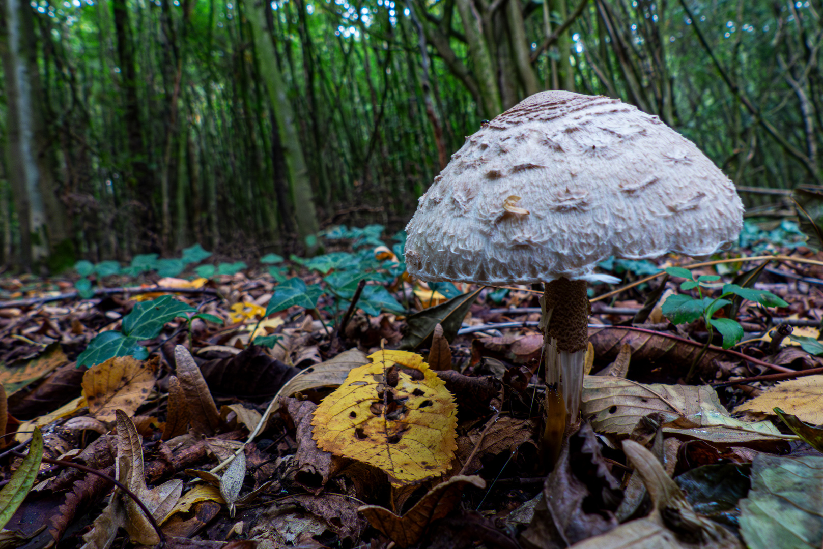 Ein Parasol