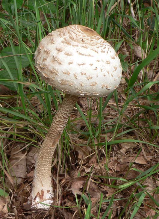 Ein Parasol