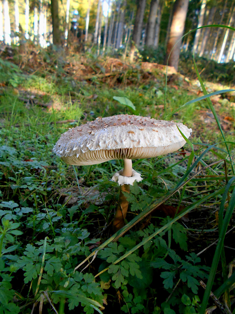 Ein Parasol im Wald