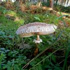 Ein Parasol im Wald