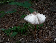 Ein Parasol in schönster Lage ...