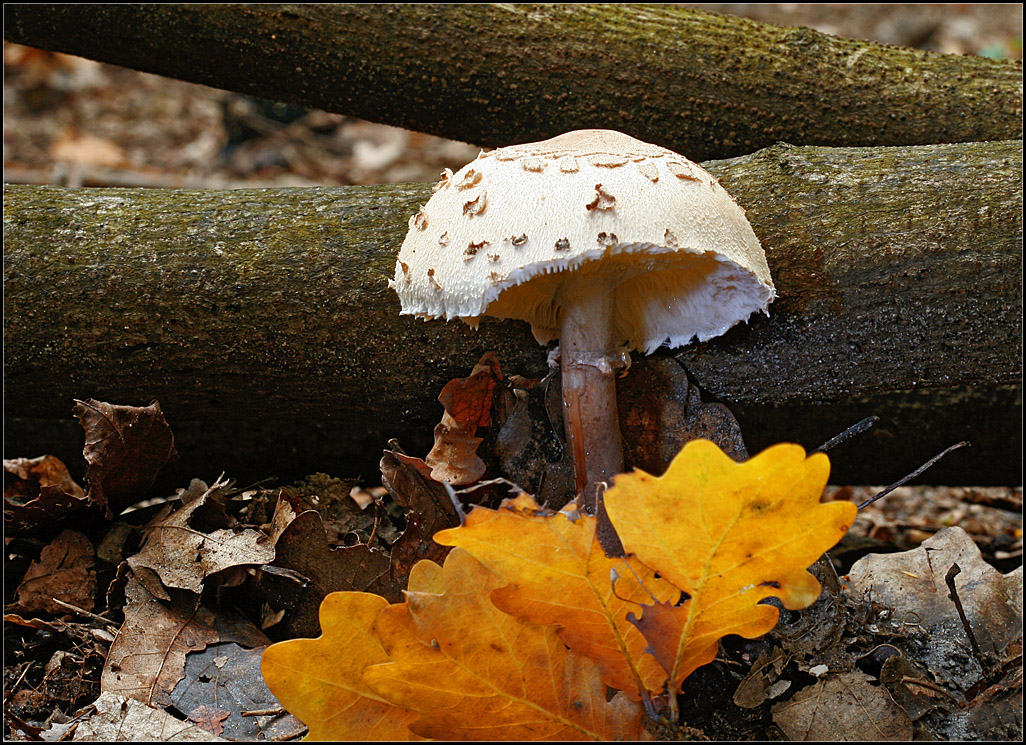 Ein Parasolpilz